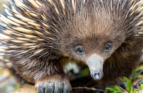 ���������꡼ No.015�Υ���ͥ������ / Ӯ����ʤΤ���򻺤�ϥ�⥰�餵��Ρ�Tape to Tape�ץ�ӥ塼������������Steam����