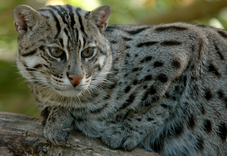 画像ギャラリー No.026のサムネイル画像 / 泳ぎが得意なスナドリネコさんの「Orcs Must Die! Deathtrap」レビュー。えーあい!Steam広場