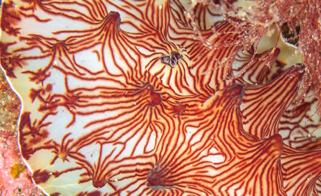 画像ギャラリー No.017のサムネイル画像 / 幾何学模様を持つインターネットウミウシさんの「R.E.P.O.」レビュー。えーあい!Steam広場