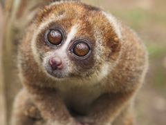 ĹʤΤǤĥꥹΡNordholdץӥ塼Steam ǽ