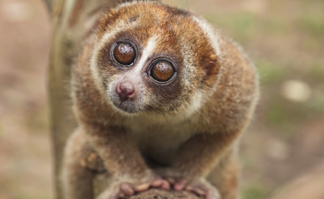 ���������꡼ No.003�Υ���ͥ������ / ��Ĺ��ʤΤ��Ǥ���ĥ��������ꥹ����Ρ�Nordhold�ץ�ӥ塼������������Steam���� �ǽ���