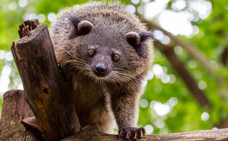 画像ギャラリー No.010のサムネイル画像 / ポップコーンの香りがするビントロングさんの「ローンスター」レビュー。えーあい!Steam広場