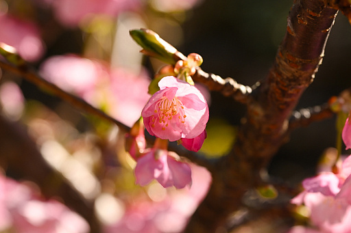 ���������꡼ No.053�Υ���ͥ������ / ͷ�Ӥʤ����������Τ������������ॢ�ץ�֤ޤ�äȡ�������פȤȤ�������Υ��˹ԤäƤ��ޤ�����PR��