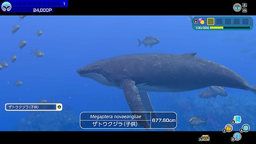 ���������꡼ No.011�Υ���ͥ������ / �����ӥ󥰥��ɥ٥���㡼���꡼���κǿ����FOREVER BLUE LUMINOUS�ס�5��2���˥�꡼��������30�ͤΥ���饤��ץ쥤���б�