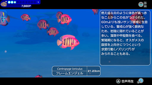 ꡼ No.006Υͥ / СȤʤäƳˤ500ʾʪȽв񤨤FOREVER BLUE LUMINOUSסȤƼﵡǽξҲ