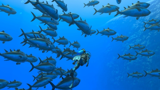 ꡼ No.002 | Υץ쥤ݡϡFOREVER BLUE LUMINOUSפǿŪʥӥθ򡣥١ɳǤγ滶϶äȽв񤤤Ƥ