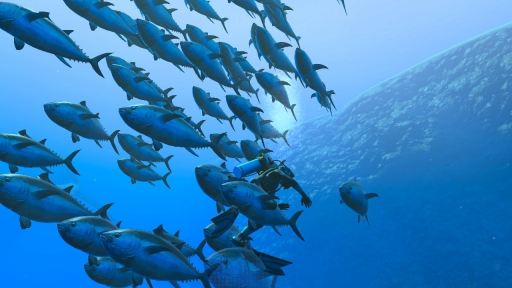 ꡼ No.030 | Υץ쥤ݡϡFOREVER BLUE LUMINOUSפǿŪʥӥθ򡣥١ɳǤγ滶϶äȽв񤤤Ƥ