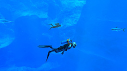 ꡼ No.043 | Υץ쥤ݡϡFOREVER BLUE LUMINOUSפǿŪʥӥθ򡣥١ɳǤγ滶϶äȽв񤤤Ƥ