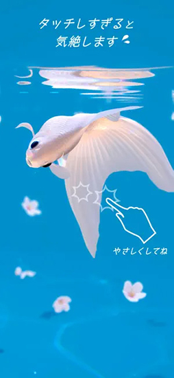画像ギャラリー No.003のサムネイル画像 / リアルで美しい金魚を眺める癒し系アプリ「RYUKIN」,App Store,Google Playで配信中。“にゃんこ&ベビー タッチモード”も搭載