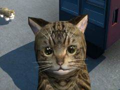 ��ǭ�Ȱ�����餹��NEKOTO�ס�4������ۿ���������������Į�ˤϡ����������ǭ������Ǥ���