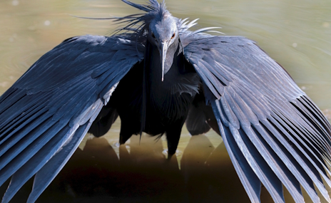 画像ギャラリー No.013のサムネイル画像 / 傘を使って狩りをするクロコサギさんの「Galacticare」レビュー。えーあい!Steam広場