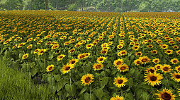 画像ギャラリー No.005のサムネイル画像 / ついにお米も作れるように! 大規模農業シム最新作「Farming Simulator 25」が,PS5向けパッケージ版の予約受付を開始