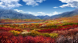 ꡼ No.007 | ͤĤߤβ