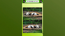 Ķ�䤫�襤�����ѥ���̿��Ǵְ㤤õ�����İ����ѥ���̿���������Ǿ�ȥ쥲���ࡼ