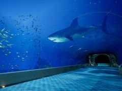 �Ե�̣�ʿ�²�ۤǰ��Ѥ�õ��û�ԥ��������󥰥��ߥ�졼����8��32���ο�²�ۡס�Steam���ۿ����ϡ�SNS������ˤʤä�����ʪ���о�