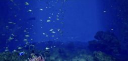 画像ギャラリー No.003のサムネイル画像 / 8番出口にインスパイアされたゲームのVR版「8月32日の水族館VR」,Steamストアページを公開。不気味な水族館を舞台に異変を探そう