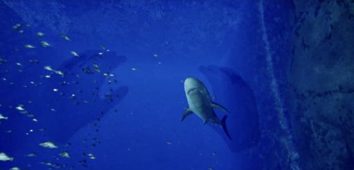 画像ギャラリー No.006のサムネイル画像 / 8番出口にインスパイアされたゲームのVR版「8月32日の水族館VR」,Steamストアページを公開。不気味な水族館を舞台に異変を探そう