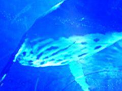 8�ֽи��˥��󥹥ѥ������줿�������VR�ǡ�8��32���ο�²��VR�ס�Steam���ȥ��ڡ�����������Ե�̣�ʿ�²�ۤ�����˰��Ѥ�õ����