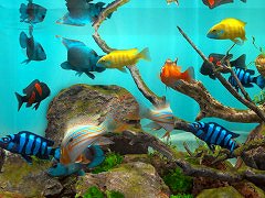 ������������Behind Glass: Aquarium Simulator�ס�Steam��������꡼����15�󥪥ե����뤬������
