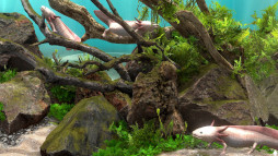 ���������꡼ No.005�Υ���ͥ������ / ������������Behind Glass: Aquarium Simulator�ס�Steam��������꡼����15�󥪥ե����뤬������