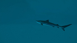 ꡼ No.024 | Ultimate Fishing Simulator 2