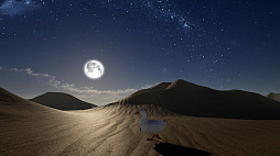 ꡼ No.002 | Ducky: The Curious