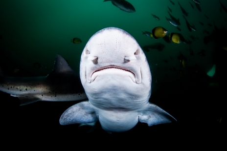 画像ギャラリー No.001のサムネイル画像 / 新作海洋SLG「Life Below」の海を泳ぐ日本近海の生きものを決めよう。読者アンケートの投票受付は本日2026年4月27日23：59まで