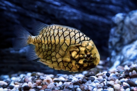 画像ギャラリー No.004のサムネイル画像 / 新作海洋SLG「Life Below」の海を泳ぐ日本近海の生きものを決めよう。読者アンケートの投票受付は本日2026年4月27日23：59まで