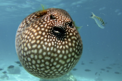 画像ギャラリー No.005のサムネイル画像 / 新作海洋SLG「Life Below」の海を泳ぐ日本近海の生きものを決めよう。読者アンケートの投票受付は本日2026年4月27日23：59まで