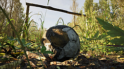 Forest Doesn��t Care