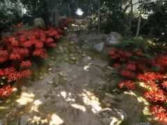 �롼�����ʤ��顤���Ҥβ��������������;λ����ο����ۥ顼�������̸�β��� Misty Onsen�ס�Steam���ۿ�����