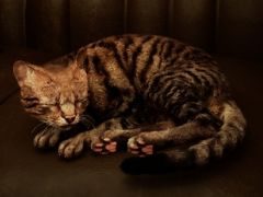 1ɤ��ǭ�Ȥʤꡤ������ȤκƲ���ܻؤ��ۥ顼ADV��Meowmories -meowmare adventure-�ס�Steam���ȥ��ڡ����ȥƥ�����PV�����