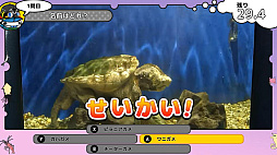 ���ĤǤ���������ѥ������ ��Υ�������ο�²�ۿ޴�