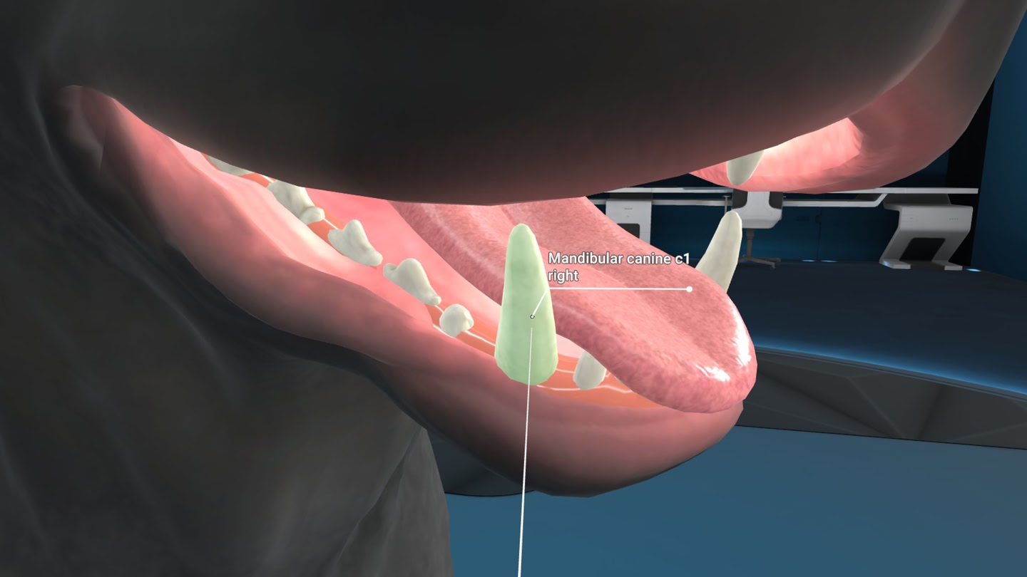 ꡼ No.005 | Meta Quest Animal Anatomy XR