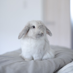 ���������꡼ No.008�Υ���ͥ������ / �������ΡȤ���ԡɤ򽸤��ǥ����ȥå����ַϥ���֤������Ȥס��ס�1��23�����ۿ�