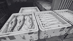 ノースウェステリアの子供