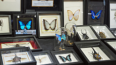 ꡼ No.033Υͥ / Υॷ祦ChinaJoy 2025׳롪 ٥ȵϤηĴʳˤTGS渪ɡƤΥĥľ峤740ҰʾŸCJ2025