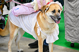 画像ギャラリー No.008のサムネイル画像 / 犬猫のお写真をいっぱい撮っただけでゴメンナサイ！　おもしろワンニャンアイテムたくさんの“インターペット2026”