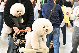 画像ギャラリー No.009のサムネイル画像 / 犬猫のお写真をいっぱい撮っただけでゴメンナサイ！　おもしろワンニャンアイテムたくさんの“インターペット2026”