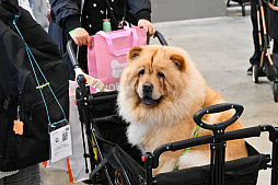 画像ギャラリー No.011のサムネイル画像 / 犬猫のお写真をいっぱい撮っただけでゴメンナサイ！　おもしろワンニャンアイテムたくさんの“インターペット2026”