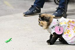 画像ギャラリー No.014のサムネイル画像 / 犬猫のお写真をいっぱい撮っただけでゴメンナサイ！　おもしろワンニャンアイテムたくさんの“インターペット2026”