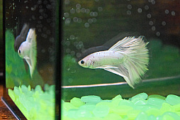 画像ギャラリー No.040のサムネイル画像 / 犬猫のお写真をいっぱい撮っただけでゴメンナサイ！　おもしろワンニャンアイテムたくさんの“インターペット2026”