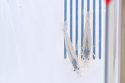 画像ギャラリー No.043のサムネイル画像 / 犬猫のお写真をいっぱい撮っただけでゴメンナサイ！　おもしろワンニャンアイテムたくさんの“インターペット2026”