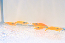 画像ギャラリー No.044のサムネイル画像 / 犬猫のお写真をいっぱい撮っただけでゴメンナサイ！　おもしろワンニャンアイテムたくさんの“インターペット2026”