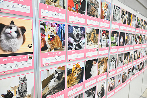 画像ギャラリー No.048のサムネイル画像 / 犬猫のお写真をいっぱい撮っただけでゴメンナサイ！　おもしろワンニャンアイテムたくさんの“インターペット2026”