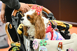 画像ギャラリー No.052のサムネイル画像 / 犬猫のお写真をいっぱい撮っただけでゴメンナサイ！　おもしろワンニャンアイテムたくさんの“インターペット2026”