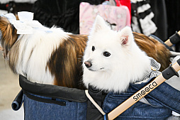 画像ギャラリー No.057のサムネイル画像 / 犬猫のお写真をいっぱい撮っただけでゴメンナサイ！　おもしろワンニャンアイテムたくさんの“インターペット2026”