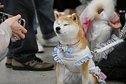 画像ギャラリー No.058のサムネイル画像 / 犬猫のお写真をいっぱい撮っただけでゴメンナサイ！　おもしろワンニャンアイテムたくさんの“インターペット2026”