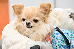 画像ギャラリー No.059のサムネイル画像 / 犬猫のお写真をいっぱい撮っただけでゴメンナサイ！　おもしろワンニャンアイテムたくさんの“インターペット2026”