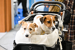 画像ギャラリー No.062のサムネイル画像 / 犬猫のお写真をいっぱい撮っただけでゴメンナサイ！　おもしろワンニャンアイテムたくさんの“インターペット2026”